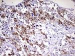 CDCA7L Antibody in Immunohistochemistry (Paraffin) (IHC (P))