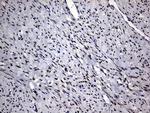 PRRX1 Antibody in Immunohistochemistry (Paraffin) (IHC (P))