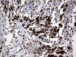 Macro H2A.2 Monoclonal Antibody (OTI1F6)