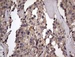 ZNF286A Antibody in Immunohistochemistry (Paraffin) (IHC (P))