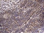 ZNF286A Antibody in Immunohistochemistry (Paraffin) (IHC (P))