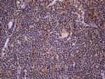 ZNF286A Monoclonal Antibody (OTI7D2)