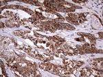 ZNF286A Antibody in Immunohistochemistry (Paraffin) (IHC (P))