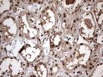 ZNF286A Antibody in Immunohistochemistry (Paraffin) (IHC (P))
