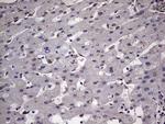 ZNF286A Antibody in Immunohistochemistry (Paraffin) (IHC (P))