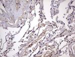 ZNF286A Antibody in Immunohistochemistry (Paraffin) (IHC (P))