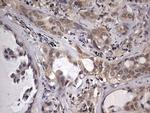 ZNF286A Antibody in Immunohistochemistry (Paraffin) (IHC (P))