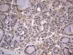 ZNF286A Antibody in Immunohistochemistry (Paraffin) (IHC (P))