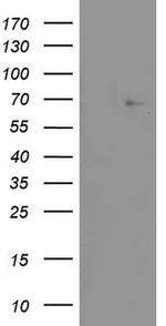 ZNF286A Antibody in Western Blot (WB)