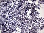 ZNF34 Antibody in Immunohistochemistry (Paraffin) (IHC (P))