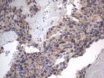 DDOST Antibody in Immunohistochemistry (Paraffin) (IHC (P))