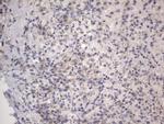 DDOST Antibody in Immunohistochemistry (Paraffin) (IHC (P))
