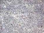 DDOST Antibody in Immunohistochemistry (Paraffin) (IHC (P))