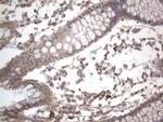 DDOST Antibody in Immunohistochemistry (Paraffin) (IHC (P))