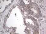 DDOST Antibody in Immunohistochemistry (Paraffin) (IHC (P))