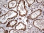 DDOST Antibody in Immunohistochemistry (Paraffin) (IHC (P))