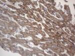 DDOST Antibody in Immunohistochemistry (Paraffin) (IHC (P))