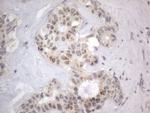 DDOST Antibody in Immunohistochemistry (Paraffin) (IHC (P))