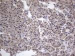 DDOST Antibody in Immunohistochemistry (Paraffin) (IHC (P))