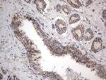 DDOST Antibody in Immunohistochemistry (Paraffin) (IHC (P))