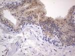 DDOST Antibody in Immunohistochemistry (Paraffin) (IHC (P))