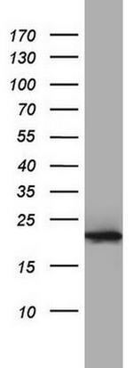 PPIH Antibody in Western Blot (WB)
