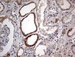 IGSF11 Antibody in Immunohistochemistry (Paraffin) (IHC (P))