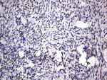 RTRAF Antibody in Immunohistochemistry (Paraffin) (IHC (P))
