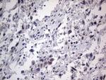 RTRAF Antibody in Immunohistochemistry (Paraffin) (IHC (P))