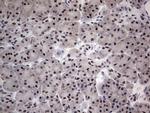 RTRAF Antibody in Immunohistochemistry (Paraffin) (IHC (P))
