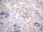 RTRAF Antibody in Immunohistochemistry (Paraffin) (IHC (P))