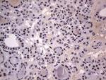 RTRAF Antibody in Immunohistochemistry (Paraffin) (IHC (P))