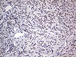 RTRAF Antibody in Immunohistochemistry (Paraffin) (IHC (P))