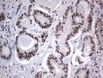 RTRAF Antibody in Immunohistochemistry (Paraffin) (IHC (P))