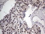RTRAF Antibody in Immunohistochemistry (Paraffin) (IHC (P))