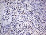 RTRAF Antibody in Immunohistochemistry (Paraffin) (IHC (P))