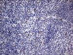 RTRAF Antibody in Immunohistochemistry (Paraffin) (IHC (P))