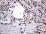 RTRAF Antibody in Immunohistochemistry (Paraffin) (IHC (P))