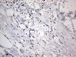 RTRAF Antibody in Immunohistochemistry (Paraffin) (IHC (P))