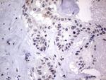 RTRAF Antibody in Immunohistochemistry (Paraffin) (IHC (P))
