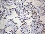 RTRAF Antibody in Immunohistochemistry (Paraffin) (IHC (P))