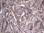 NRBF2 Antibody in Immunohistochemistry (Paraffin) (IHC (P))