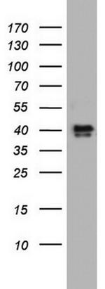 NRBF2 Antibody in Western Blot (WB)