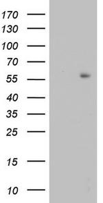 TRIM27 Antibody in Western Blot (WB)