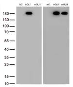 GLI1 Antibody in Western Blot (WB)