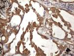 Filensin Antibody in Immunohistochemistry (Paraffin) (IHC (P))