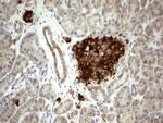 Filensin Antibody in Immunohistochemistry (Paraffin) (IHC (P))