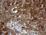 Filensin Antibody in Immunohistochemistry (Paraffin) (IHC (P))