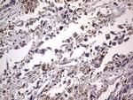 Filensin Antibody in Immunohistochemistry (Paraffin) (IHC (P))