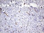 PPP2R5D Antibody in Immunohistochemistry (Paraffin) (IHC (P))